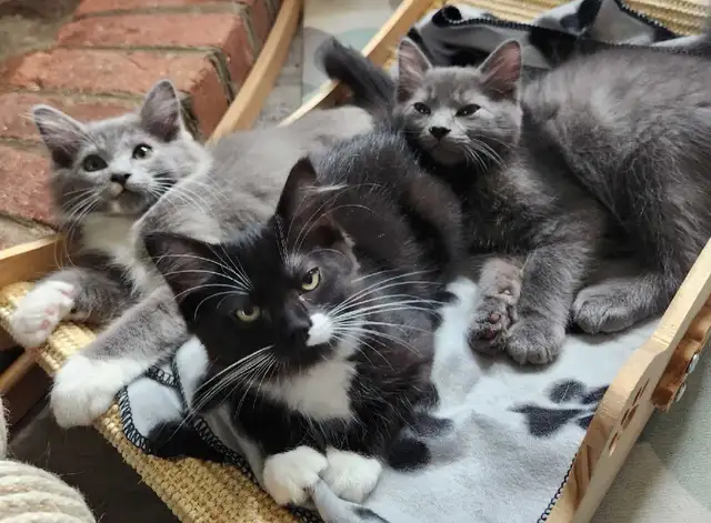 Ragdoll kittens