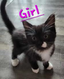 Ragdoll kittens - Photo 3