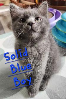 Ragdoll kittens - Photo 4