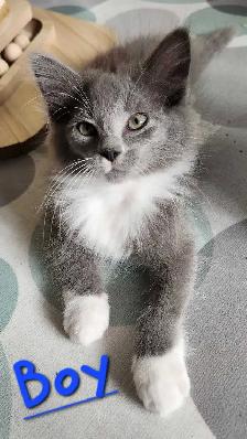 Ragdoll kittens - Photo 5