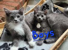 Ragdoll kittens - Photo 6