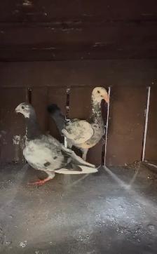 mix Pigeons for sale