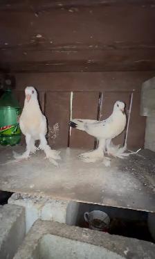 mix Pigeons for sale - Photo 2