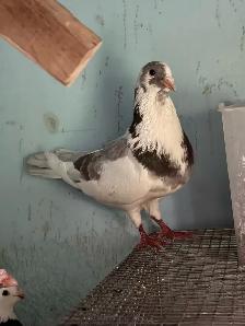 mix Pigeons for sale - Photo 3