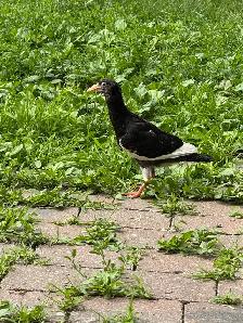 mix Pigeons for sale - Photo 4