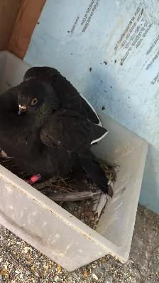 mix Pigeons for sale - Photo 5