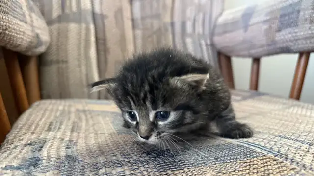 6 Adorable Newborn Kittens for Loving Homes!(Tabby, Grey, Black)