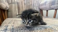 6 Adorable Newborn Kittens for Loving Homes!(Tabby, Grey, Black)
