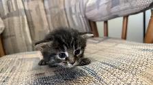 6 Adorable Newborn Kittens for Loving Homes!(Tabby, Grey, Black) - Photo 2