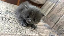 6 Adorable Newborn Kittens for Loving Homes!(Tabby, Grey, Black) - Photo 3
