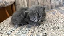6 Adorable Newborn Kittens for Loving Homes!(Tabby, Grey, Black) - Photo 4