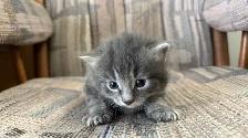 6 Adorable Newborn Kittens for Loving Homes!(Tabby, Grey, Black) - Photo 5