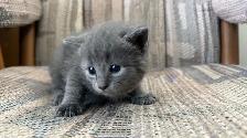 6 Adorable Newborn Kittens for Loving Homes!(Tabby, Grey, Black) - Photo 6