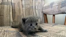 6 Adorable Newborn Kittens for Loving Homes!(Tabby, Grey, Black) - Photo 7