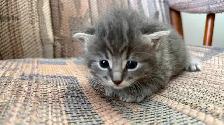6 Adorable Newborn Kittens for Loving Homes!(Tabby, Grey, Black) - Photo 8