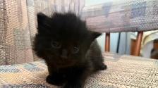 6 Adorable Newborn Kittens for Loving Homes!(Tabby, Grey, Black) - Photo 9