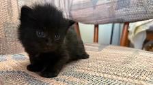 6 Adorable Newborn Kittens for Loving Homes!(Tabby, Grey, Black) - Photo 10