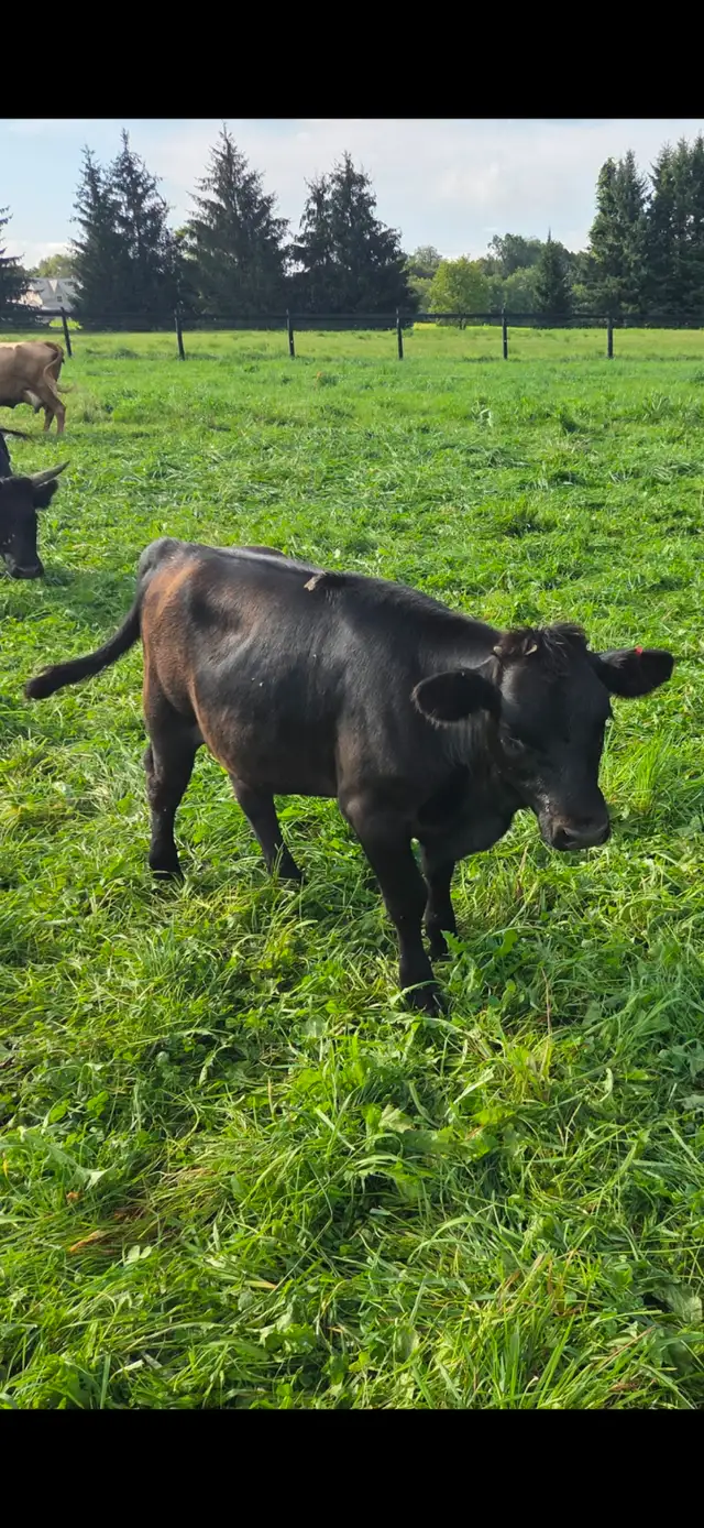 Dexter Heifer