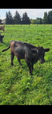 Dexter Heifer