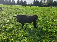 Dexter Heifer - Photo 2