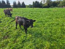 Dexter Heifer - Photo 3