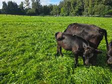 Dexter Heifer - Photo 4