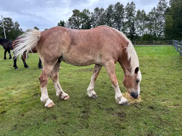 Draft horses for sale