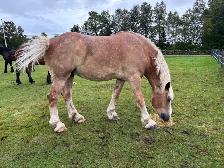 Draft horses for sale