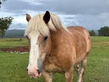 Draft horses for sale - Photo 2
