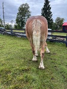 Draft horses for sale - Photo 3