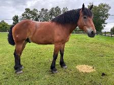Draft horses for sale - Photo 4