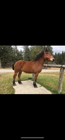 Draft horses for sale - Photo 5