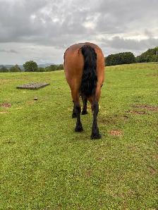 Draft horses for sale - Photo 6