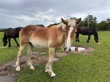 Draft horses for sale - Photo 7