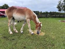Draft horses for sale - Photo 8