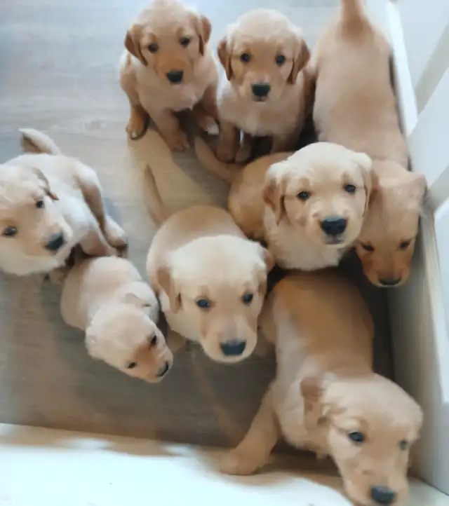 GOLDEN RETRIEVER FOR SALE