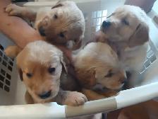 GOLDEN RETRIEVER FOR SALE - Photo 2
