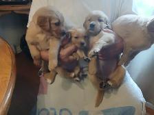 GOLDEN RETRIEVER FOR SALE - Photo 3