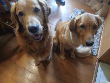 GOLDEN RETRIEVER FOR SALE - Photo 4