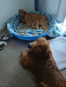 GOLDEN RETRIEVER FOR SALE - Photo 5