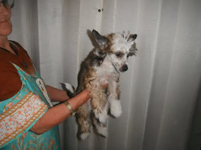 Chinese Crested  Puppies