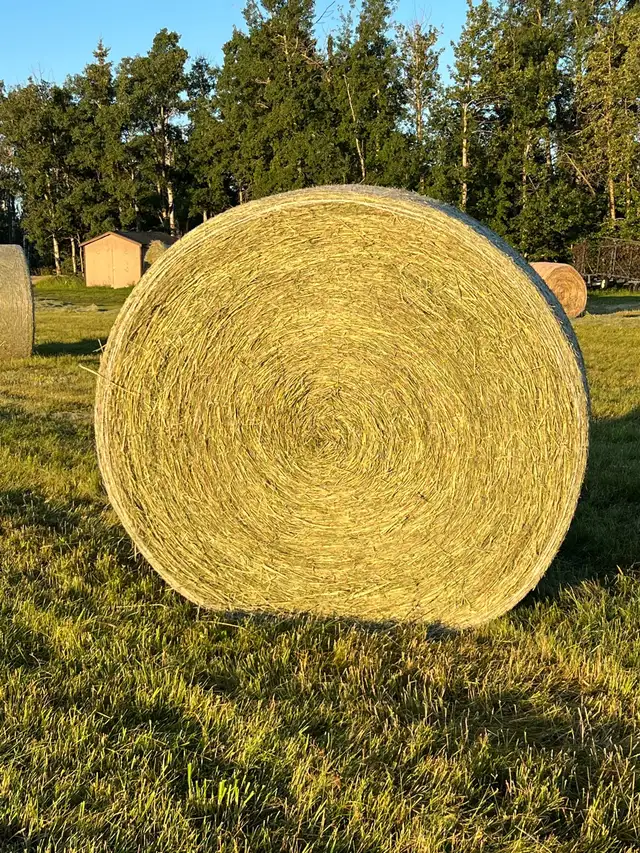 Round hay bales