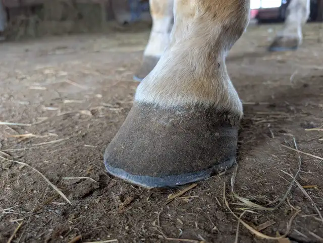 Farrier-Trims