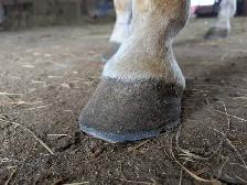 Farrier-Trims