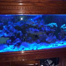 Large Aquarium with Wooden Stand and Sump - Photo 2