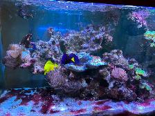 Large Aquarium with Wooden Stand and Sump - Photo 7