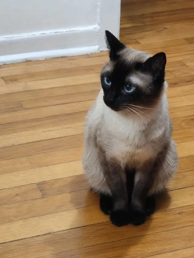 Chat Siamois pure race