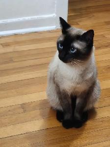 Chat Siamois pure race