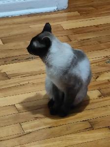 Chat Siamois pure race - Photo 2