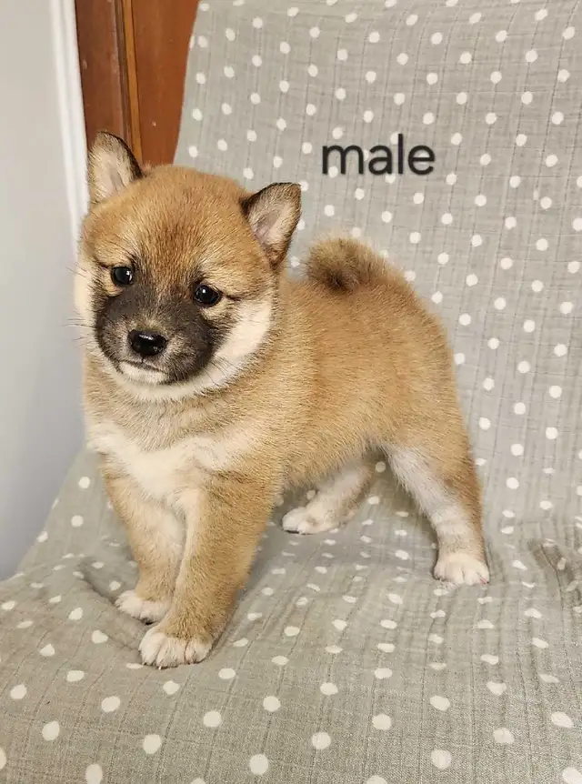 Shiba puppies